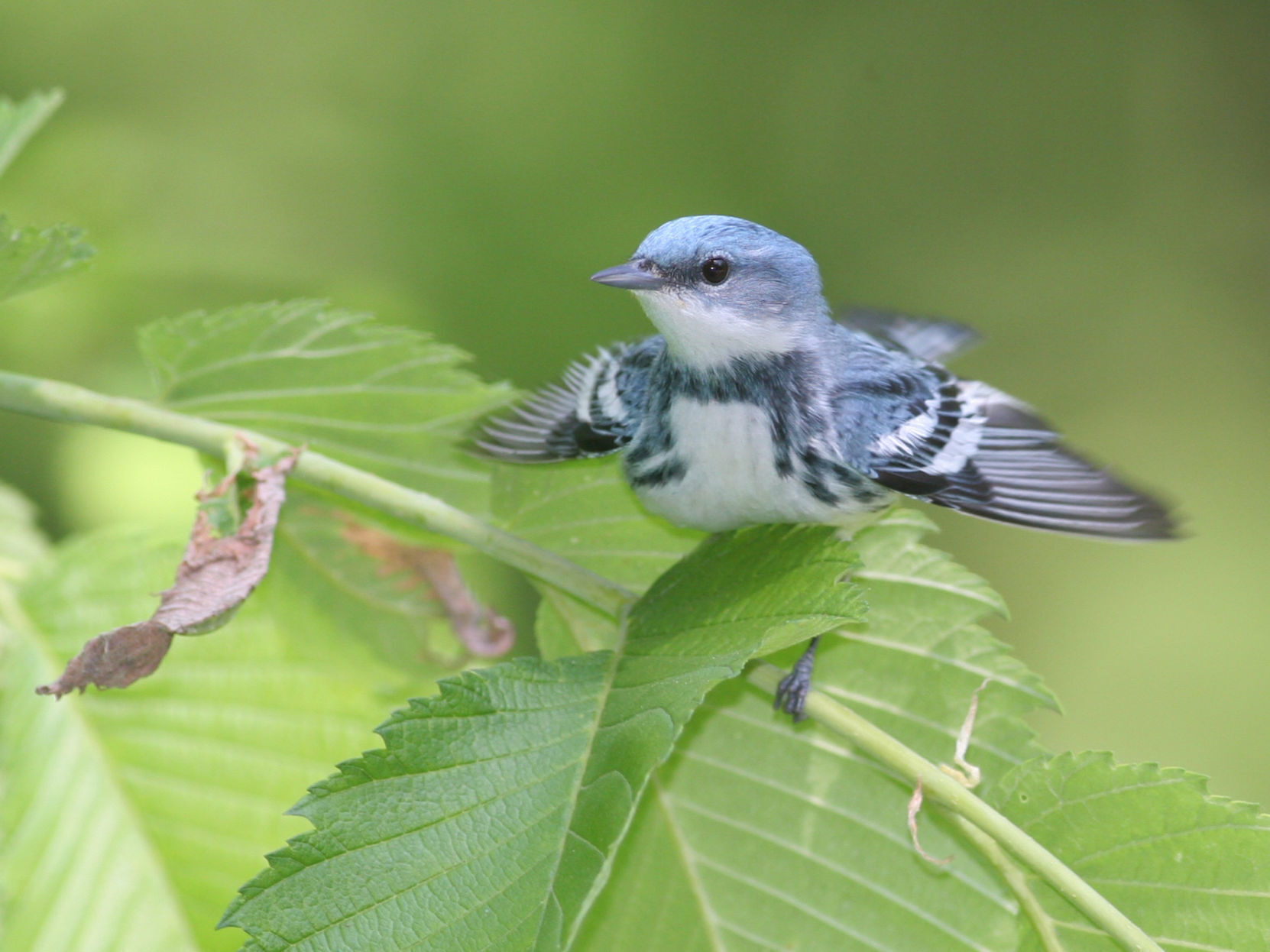 Cerulean Warbler